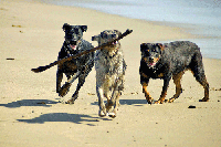 3 dogs on a beach