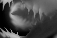 infrared cactus