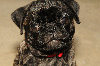 pepper