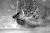 negative