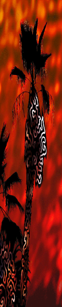 red palm trees